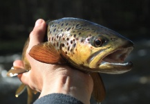  Fotografía de Pesca con Mosca de Trucha marrón por Wendell Baer – Fly dreamers 