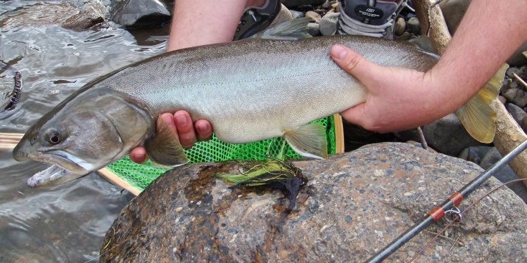 May 8 Bull Trout Pine River, BC