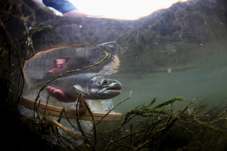 Washington's most prolific fly angling fishery for native sea run cutthroat, all 5 species of Pacific salmon, ling cod and more...