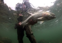 Dave McCoy 's Fly-fishing Photo of a Steelhead – Fly dreamers 