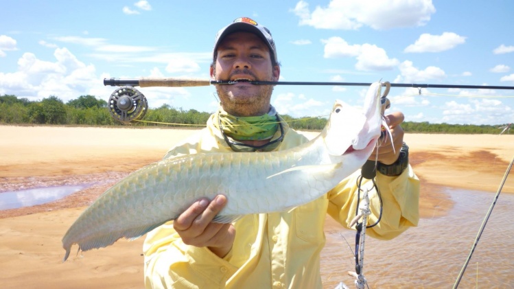 Arawana, tomo river, Colombia