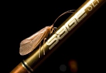  Mira esta fotografía de Entomología y Pesca con Mosca de M C – Fly dreamers