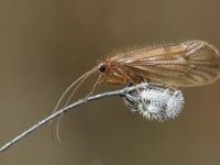 Fly fishing picture