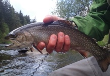  Foto de Pesca con Mosca de Trucha de arroyo o fontinalis compartida por Ramon Carlos Herrero – Fly dreamers