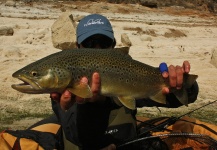 Fly-fishing Photo of Brown trout shared by Edu Cesari – Fly dreamers 
