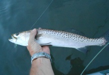 Fly-fishing Picture of Spotted Seatrout shared by David Bullard – Fly dreamers