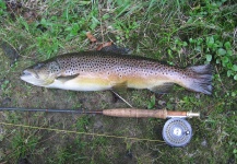 Farmington river Connecticut! ''Hendrickson'' hatch  5-9-2014