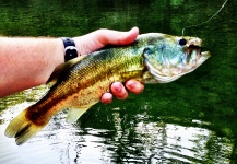 Fly-fishing Pic of öringabborre shared by Benjamin Baudouin – Fly dreamers 