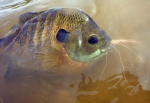 Ben Stahlschmidt 's Fly-fishing Photo of a Bluegill – Fly dreamers 