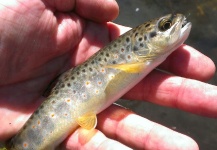 Fly-fishing Photo of Salmo trutta shared by Rick Vigil | Fly dreamers 