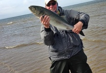 Jack Denny 's Fly-fishing Photo of a Bluefish - Tailor - Shad – Fly dreamers 