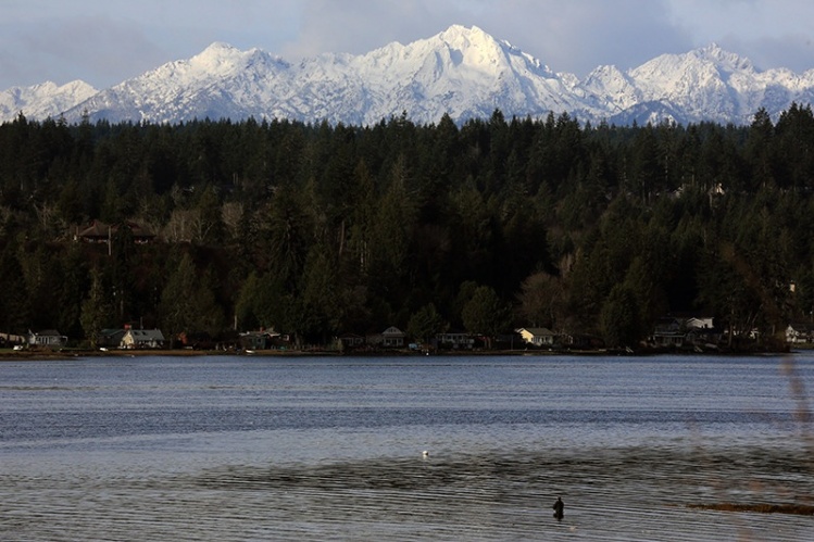 Sea run cutthroat rising everywhere just beyond the reach of this angler.  Olympic Mountain Range watching over the situation.