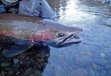  Fotografía de Pesca con Mosca de Steelhead por Ted Bryant – Fly dreamers