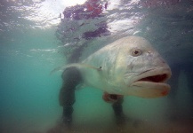  Imagen de Pesca con Mosca de Giant Trevally - GT compartida por Dave McCoy – Fly dreamers