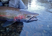 Ted Bryant 's Fly-fishing Photo of a Steelhead – Fly dreamers 