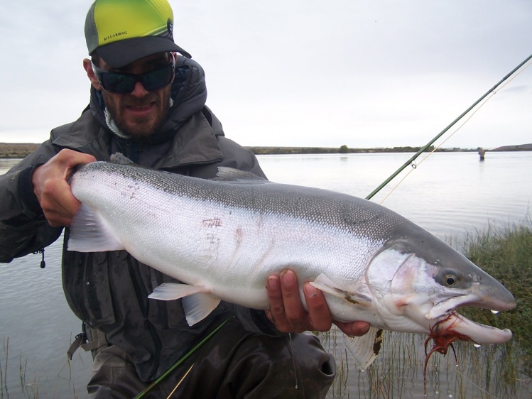 Steelhead del Rio Santa Cruz, Marzo de 2014 