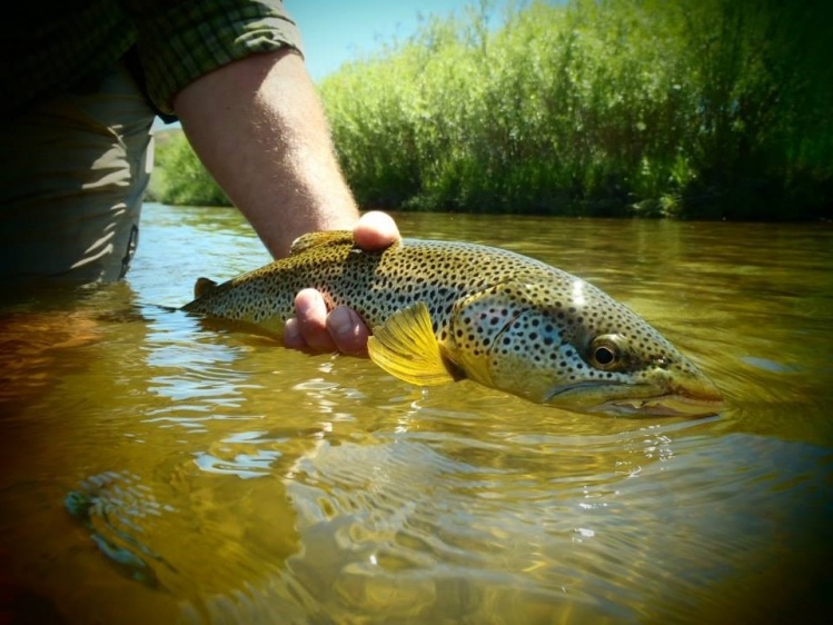 Piney Creek brown trout, caught just south of Sheridan Wyoming.