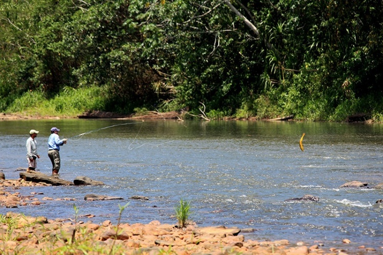 A brief encounter with one of the most voracious and beautiful fish on the planet.