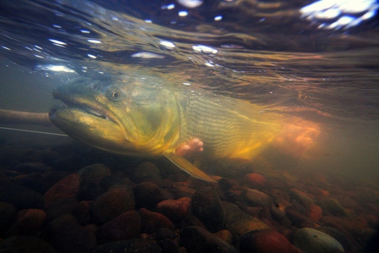 A fly anglers dream fish...sight casting with aggressive takes, big aerials, stunning coloration in beautiful locations.