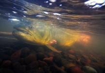  Fotografía de Pesca con Mosca de Dorado por Dave McCoy – Fly dreamers