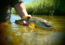 Beau Bolton 's Fly-fishing Photo of a Brown trout – Fly dreamers 