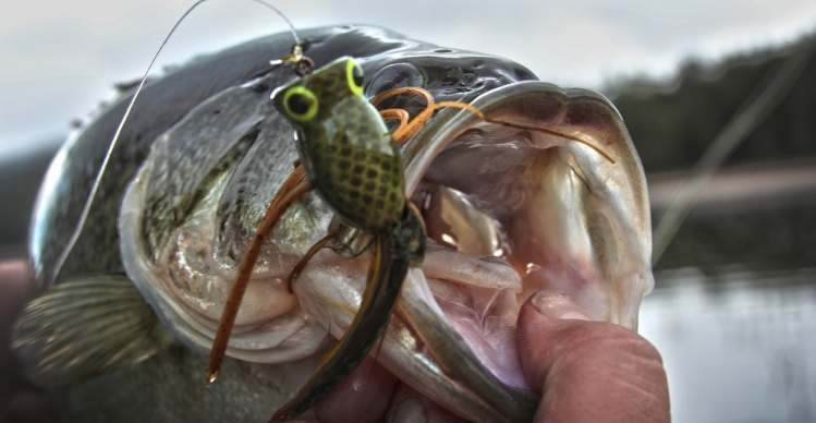 mouthful of frog