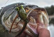 Mountain Made Media 's Fly-fishing Catch of a Largemouth Bass – Fly dreamers 