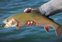 Mountain Made Media 's Fly-fishing Image of a coaster trout – Fly dreamers 