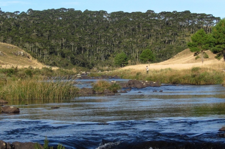 Púlpito River, Bom Jardim da Serra, Southtern Brazil.
Fishing: Rainbow Trout.