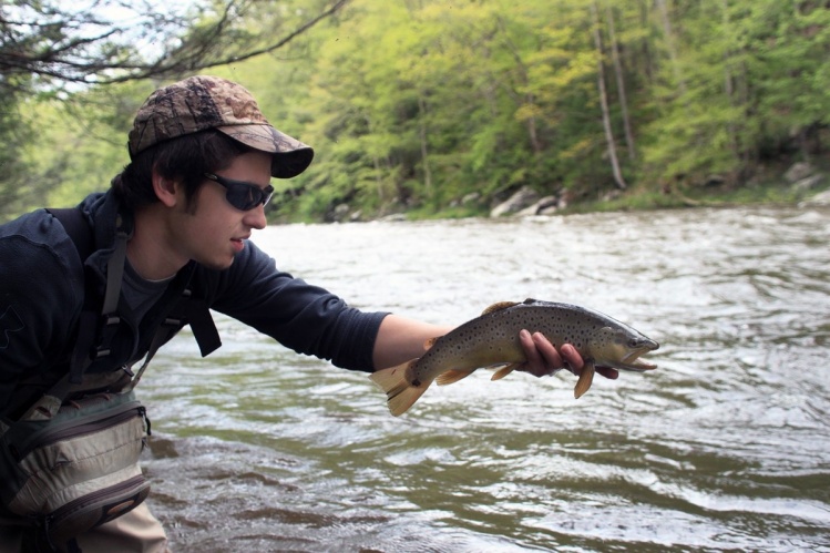 A beautiful 16" wild brown trout caught on the Neversink  River in New York. For more pictures go to <a href="http://kingfisher.brentdimmig.com/">http://kingfisher.brentdimmig.com/</a>