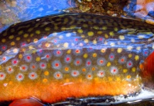 Fly-fishing Photo of Brook trout shared by Arpád Pál – Fly dreamers 