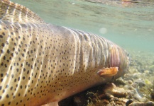 Fly-fishing Pic of Snake river cutthroat shared by Matthew Campanella – Fly dreamers 