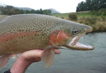 John Roberts 's Fly-fishing Image of a Rainbow trout – Fly dreamers 