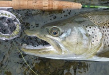 John Roberts 's Fly-fishing Photo of a Brown trout – Fly dreamers 