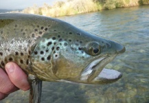 John Roberts 's Fly-fishing Pic of a Brown trout – Fly dreamers 