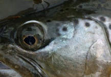 John Roberts 's Fly-fishing Picture of a Brown trout – Fly dreamers 