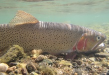 Matthew Campanella 's Fly-fishing Photo of a Fine Spotted Cutthroat – Fly dreamers 