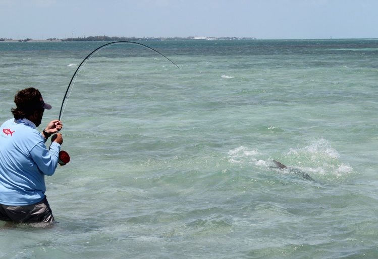 Tarpon 80 lbs de Islamorada, Florida Keys.  