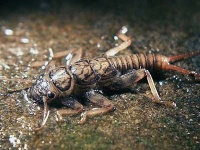 Foto de pesca con mosca