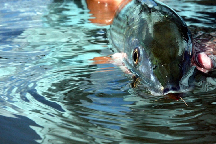 Bonefishing in Hawaii has become way more popular in the past few years for good reason...big bones!