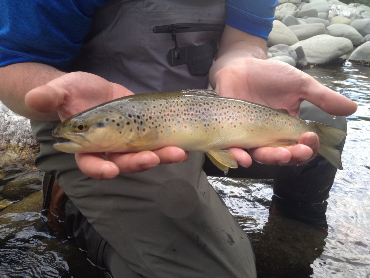 lima brown trout