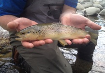 Alessandro Freschi 's Fly-fishing Image of a Brown trout – Fly dreamers 