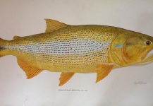 Golden Dorado Fly-fishing Art – Jake Gertsch shared this Cool Image in Fly dreamers 