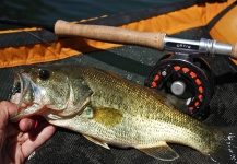  Foto de Pesca con Mosca de Bass de boca grande - Lubina Negra por Edu Cesari – Fly dreamers 