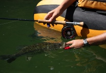  Fotografía de Pesca con Mosca de Bass de boca grande - Lubina Negra compartida por Edu Cesari – Fly dreamers