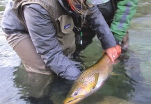 Fly-fishing Image of Brown trout shared by Curtiss House – Fly dreamers