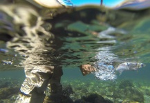 Fly-fishing Photo of Rainbow trout shared by Guillermo Ricigliano – Fly dreamers 