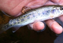 Fly-fishing Photo of Rainbow trout shared by Shawn Ruzzi – Fly dreamers 