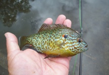 Fly-fishing Photo of Sunfish shared by LUIS SÁNCHEZ ANAYA – Fly dreamers 