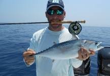 Fly-fishing Pic of False Albacore - Little Tunny shared by David Bullard – Fly dreamers 